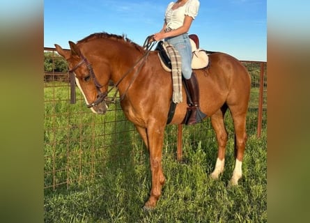 Französischer Traber, Wallach, 6 Jahre, 164 cm, Fuchs