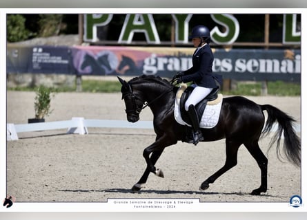 Französisches Reitpony, Hengst, 5 Jahre, 148 cm, Rappe