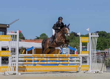 Französisches Reitpony, Stute, 11 Jahre, 141 cm, Brauner