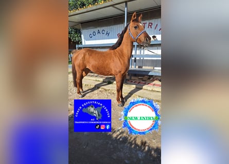 Französisches Reitpony Mix, Stute, 11 Jahre, 145 cm, Fuchs