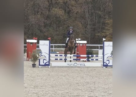 Französisches Reitpony, Stute, 14 Jahre, 145 cm, Brauner