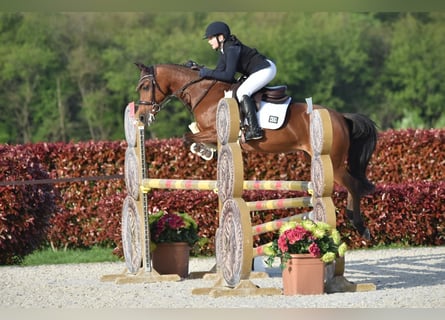 Französisches Reitpony, Stute, 15 Jahre, 145 cm, Brauner