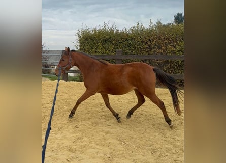 Französisches Reitpony, Stute, 3 Jahre, 146 cm