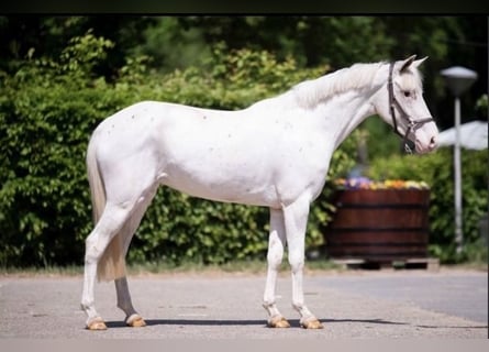 Französisches Reitpony, Stute, 4 Jahre, 140 cm, Tigerschecke