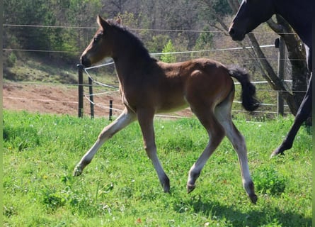 Französisches Reitpony, Stute, , 160 cm, Brauner