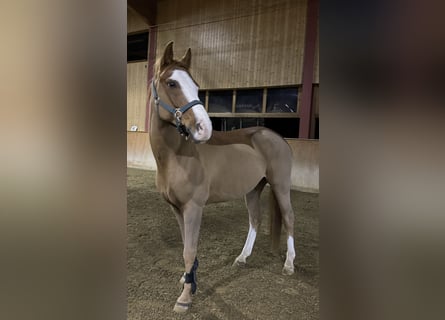 Französisches Reitpony, Wallach, 11 Jahre, 148 cm, Fuchs