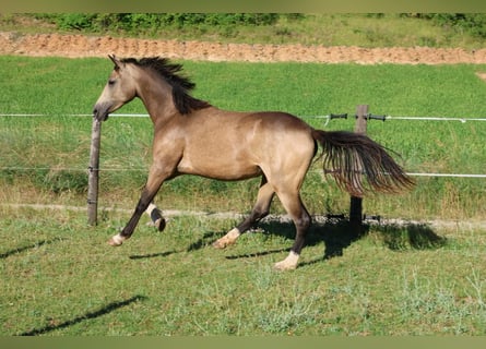 Französisches Reitpony, Wallach, 2 Jahre, 148 cm, Falbe