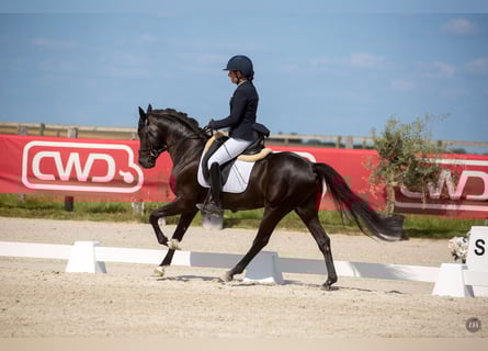 Französisches Reitpony, Wallach, 5 Jahre, 148 cm, Rappe