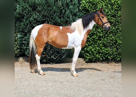 Französisches Reitpony, Wallach, 5 Jahre, 157 cm, Schecke