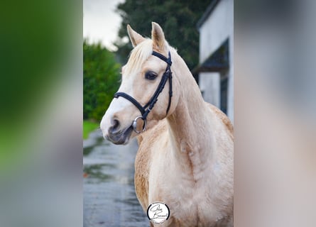 Französisches Reitpony, Wallach, 8 Jahre, 146 cm, Falbe