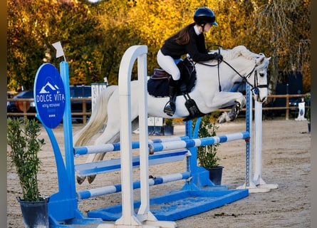 Französisches Reitpony, Wallach, 9 Jahre, 145 cm, Palomino