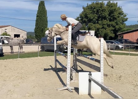 Französisches Reitpony, Wallach, 9 Jahre, 145 cm, Palomino
