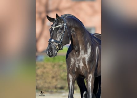 Hanoverian, Stallion, 11 years, 16.1 hh, Black
