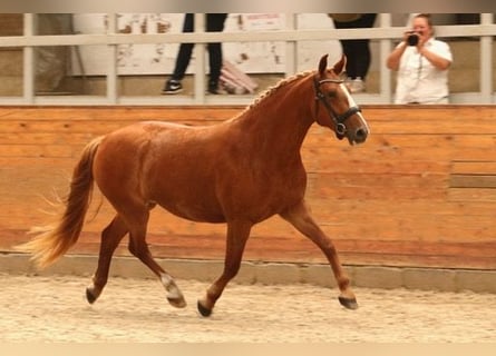 Frederiksborg, Jument, 4 Ans, 160 cm, Alezan