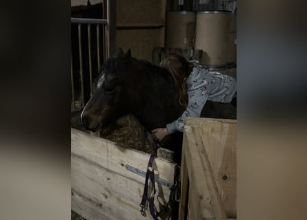 Frederiksborger, Giumenta, 2 Anni, 160 cm, Sauro