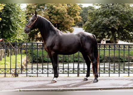 Frederiksborger, Hengst, 6 Jahre, Rappe
