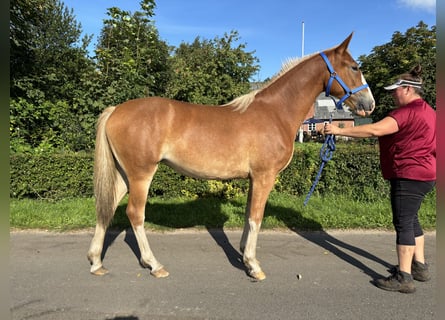 Frederiksborger, Merrie, 1 Jaar, 167 cm, Donkere-vos