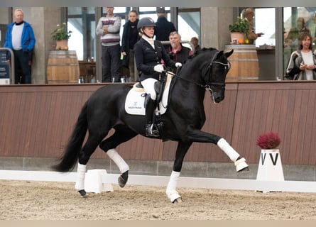 Koń hanowerski, Ogier, 7 lat, 173 cm, Kara