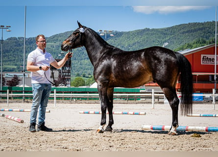 Freiberg / Franches Montagnes, Castrone, 3 Anni, 156 cm, Baio scuro