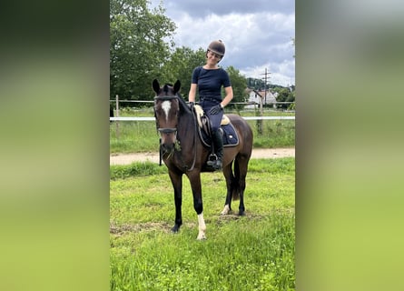 Freiberg / Franches Montagnes, Castrone, 3 Anni, 157 cm, Baio scuro