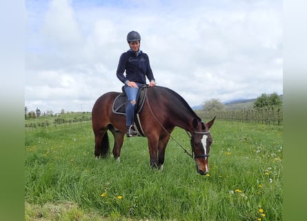 Freiberg / Franches Montagnes, Castrone, 3 Anni, 159 cm, Baio scuro