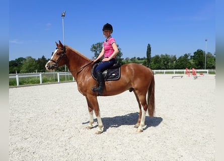 Freiberg / Franches Montagnes, Castrone, 3 Anni, 159 cm, Sauro