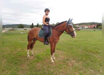 Freiberg / Franches Montagnes, Castrone, 5 Anni, 158 cm, Baio