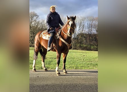 Freiberg / Franches Montagnes, Castrone, 6 Anni, 156 cm, Baio