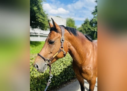 Freiberg / Franches Montagnes, Giumenta, 12 Anni, 152 cm, Baio