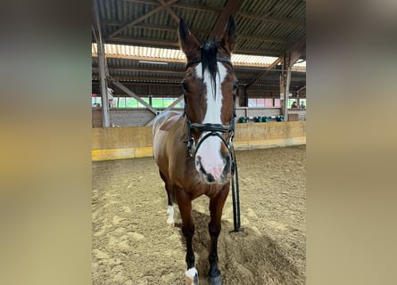 Freiberg / Franches Montagnes, Giumenta, 14 Anni, 160 cm, Baio