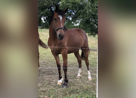 Freiberg / Franches Montagnes, Giumenta, 3 Anni, 153 cm, Baio