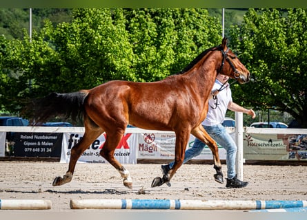 Freiberg / Franches Montagnes, Giumenta, 3 Anni, 155 cm, Baio