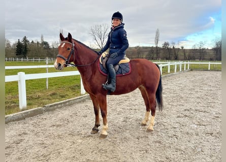 Freiberg / Franches Montagnes, Giumenta, 4 Anni, 153 cm, Baio