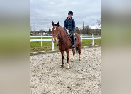 Freiberg / Franches Montagnes, Giumenta, 4 Anni, 153 cm, Baio