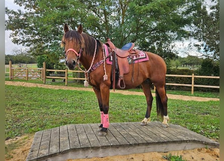 Freiberg / Franches Montagnes, Giumenta, 7 Anni, 158 cm, Baio