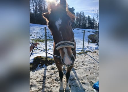 Freiberg / Franches Montagnes, Castrone, 12 Anni, 155 cm, Baio