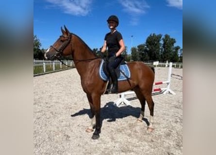 Freiberg / Franches Montagnes, Castrone, 3 Anni, 156 cm, Baio