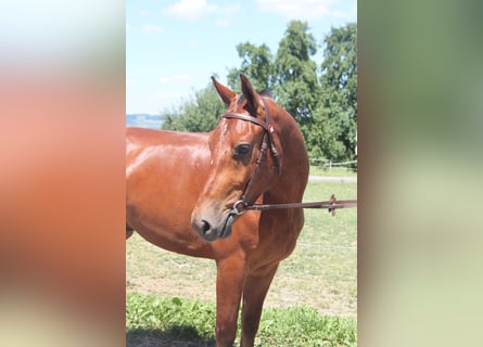 Freiberg / Franches Montagnes, Castrone, 3 Anni, 159 cm, Baio