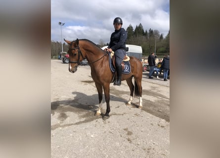 Freiberg / Franches Montagnes, Castrone, 3 Anni, 160 cm, Baio