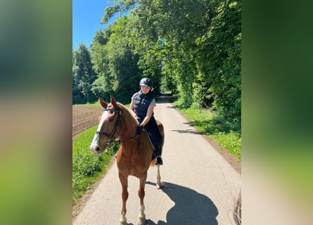 Freiberg / Franches Montagnes, Castrone, 3 Anni, 160 cm, Sauro