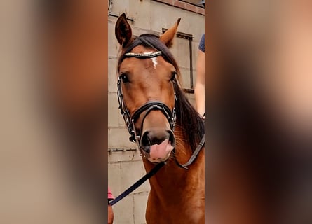 Freiberg / Franches Montagnes, Castrone, 3 Anni, 165 cm, Baio