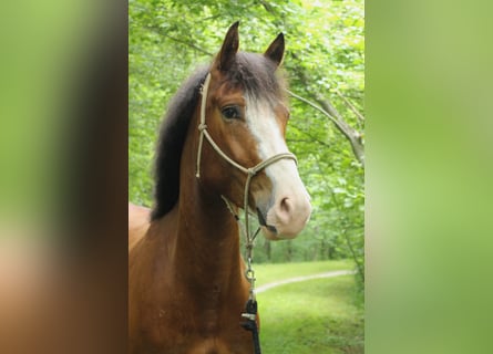 Freiberg / Franches Montagnes, Castrone, 4 Anni, 156 cm, Baio scuro