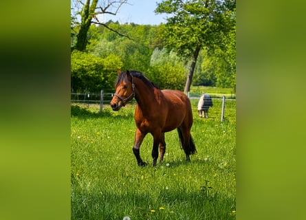 Freiberg / Franches Montagnes, Castrone, 5 Anni, 164 cm, Baio