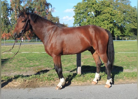 Freiberg / Franches Montagnes, Castrone, 6 Anni, 154 cm, Baio