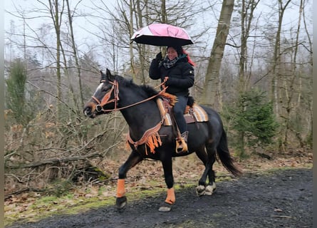Freiberg / Franches Montagnes, Giumenta, 10 Anni, 160 cm, Baio scuro