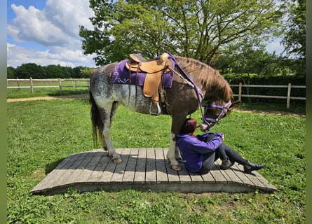 Freiberg / Franches Montagnes, Giumenta, 11 Anni, 159 cm, Pezzato