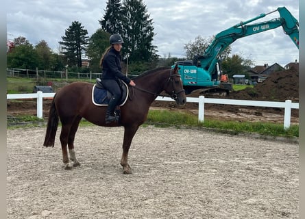 Freiberg / Franches Montagnes, Giumenta, 3 Anni, 158 cm, Sauro