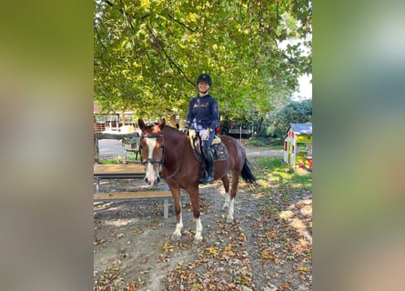 Freiberg / Franches Montagnes, Giumenta, 4 Anni, 153 cm, Baio