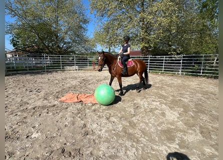Freiberg / Franches Montagnes, Giumenta, 4 Anni, 153 cm, Baio