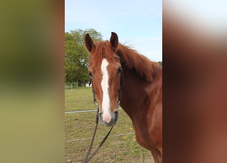 Freiberg / Franches Montagnes, Giumenta, 4 Anni, 157 cm, Sauro